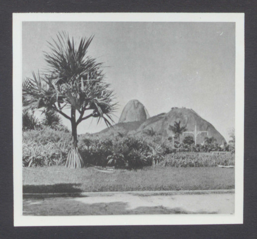 The tropical gardens of Burle Marx