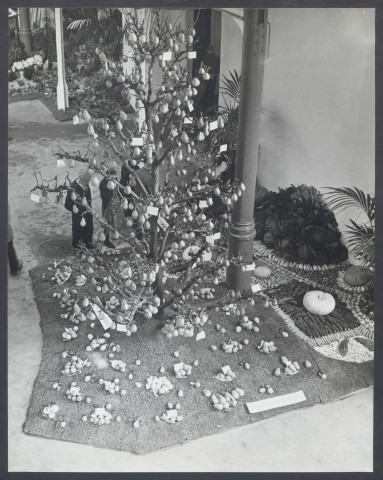 Exposition Lille 1961. Hôtel de ville, palais Rameau