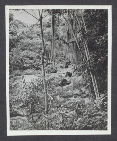 The tropical gardens of Burle Marx